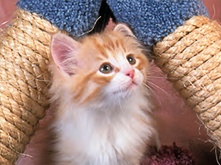 SD_Shop_Kitten_Test_1.png SD_Shop_Kitten_Test_1.png
