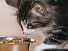 Food-for-a-pregnant-cat_1.png Food-for-a-pregnant-cat_1.png