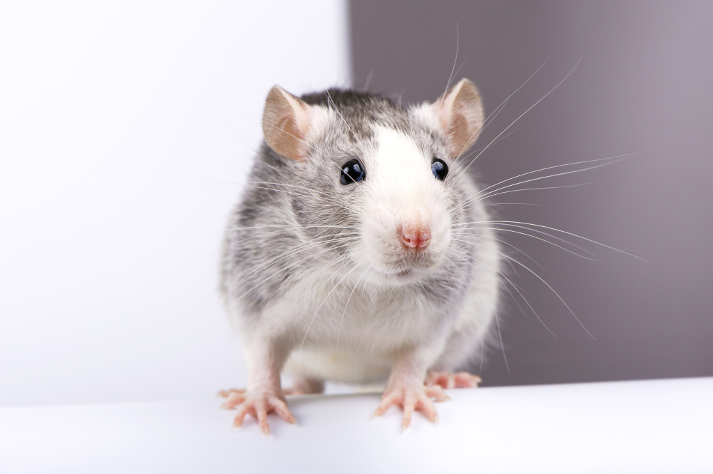 Какие бывают домашние крысы, как за ними ухаживать и чем кормить