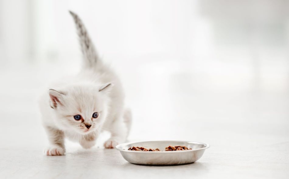 Котенок подходит к миске с сухим кормом Котенок подходит к миске с сухим кормом