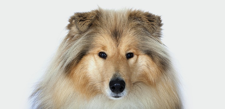 quantity-of-dog-food_main.png quantity-of-dog-food_main.png