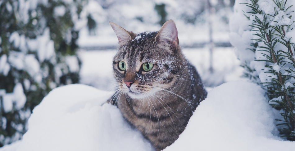 Кот в снегу