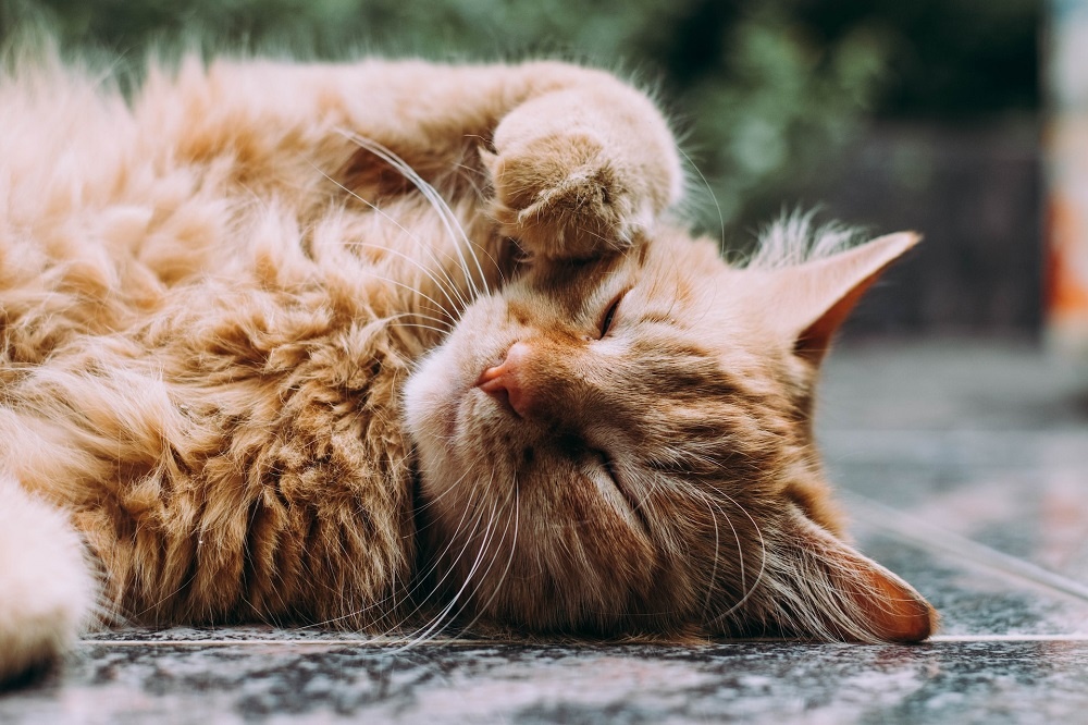 Аллергия у кошек: как проявляется, лечение | Petshop.ru