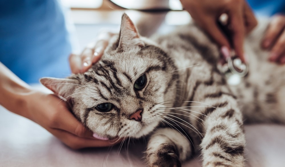 Кот болеет Кот болеет