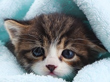 kitten-food-myth_3.png kitten-food-myth_3.png