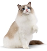 Food-for-a-pregnant-cat_3.png Food-for-a-pregnant-cat_3.png