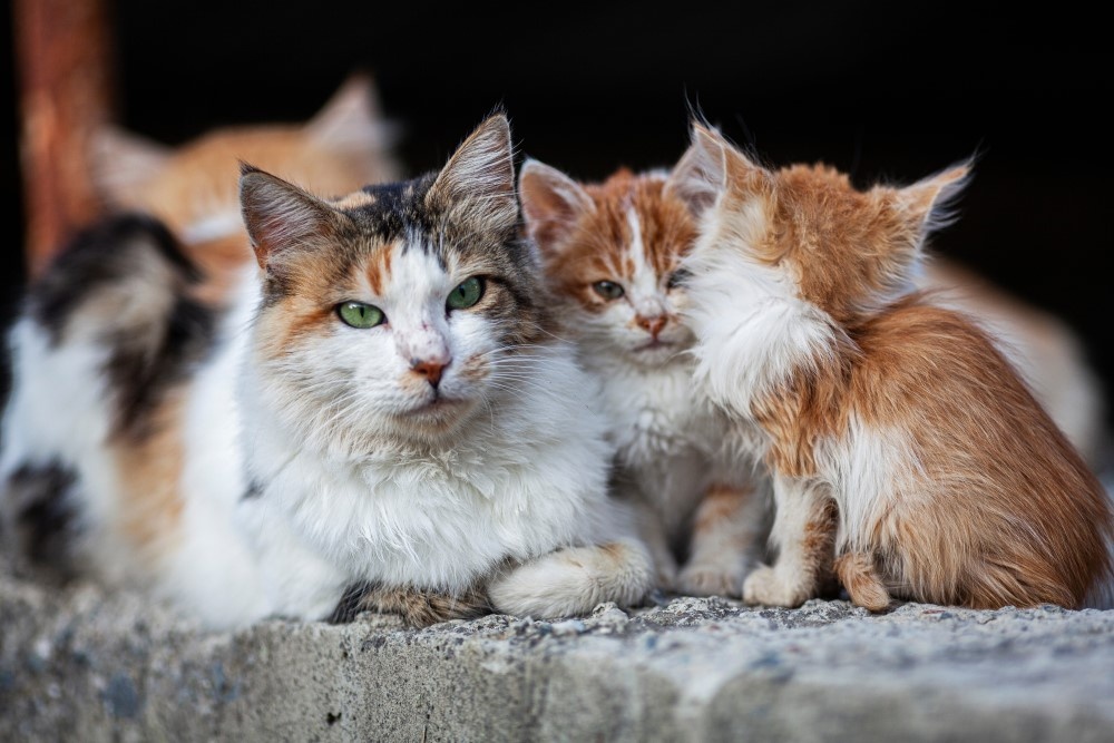 Бездомная кошка с котятами