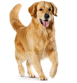 Dog-allergy_1.png Dog-allergy_1.png