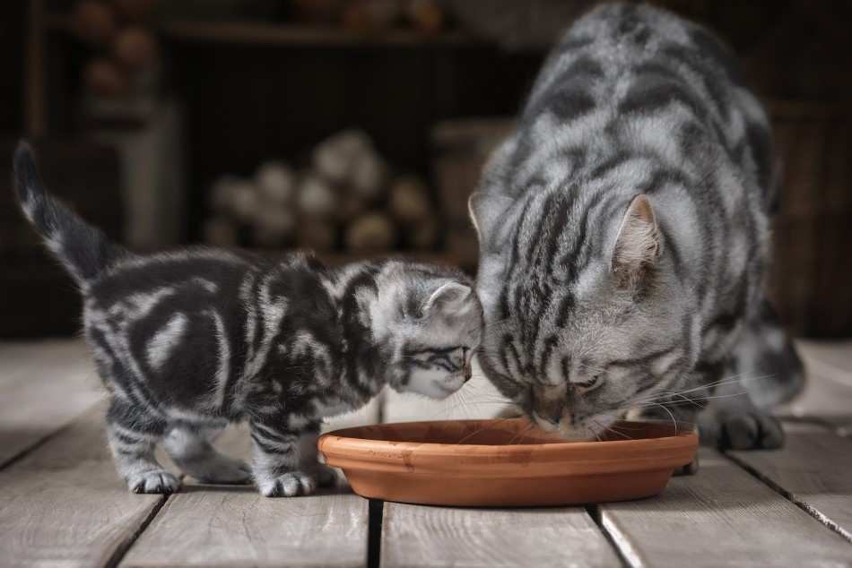 Котенок и кошка едят