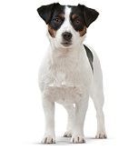 How-to-store-food-for-dog_3.png How-to-store-food-for-dog_3.png