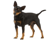 dogs-and-bones_1.png dogs-and-bones_1.png