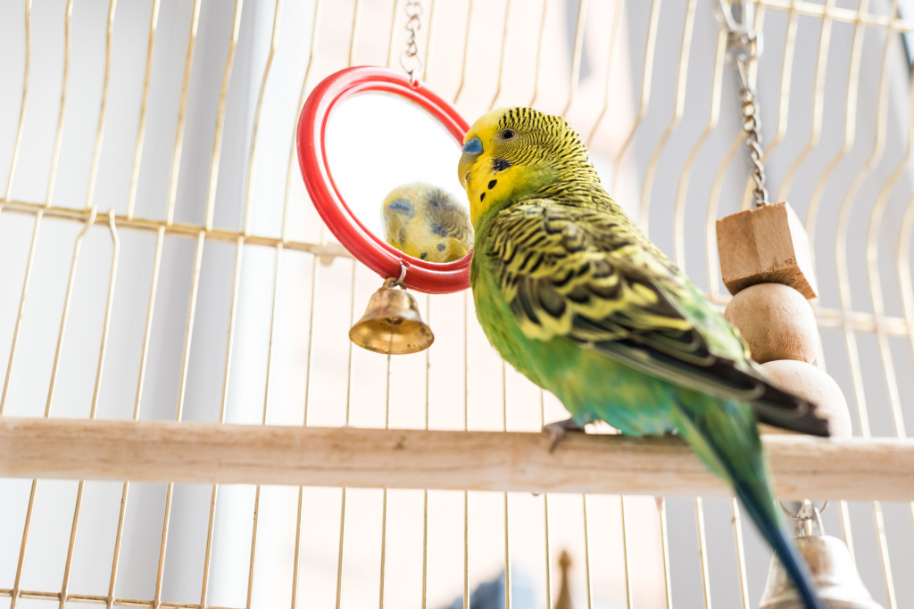 Какой должна быть клетка для волнистых попугаев: размер, обустройство
