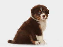 Puppy_bath_1.png Puppy_bath_1.png