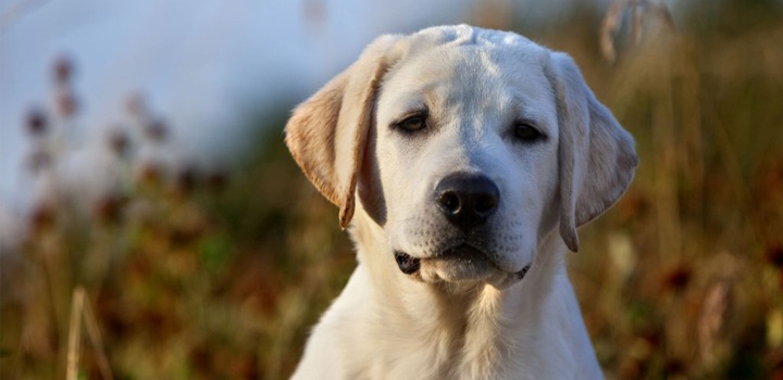 dogs-and-bones_main.png dogs-and-bones_main.png