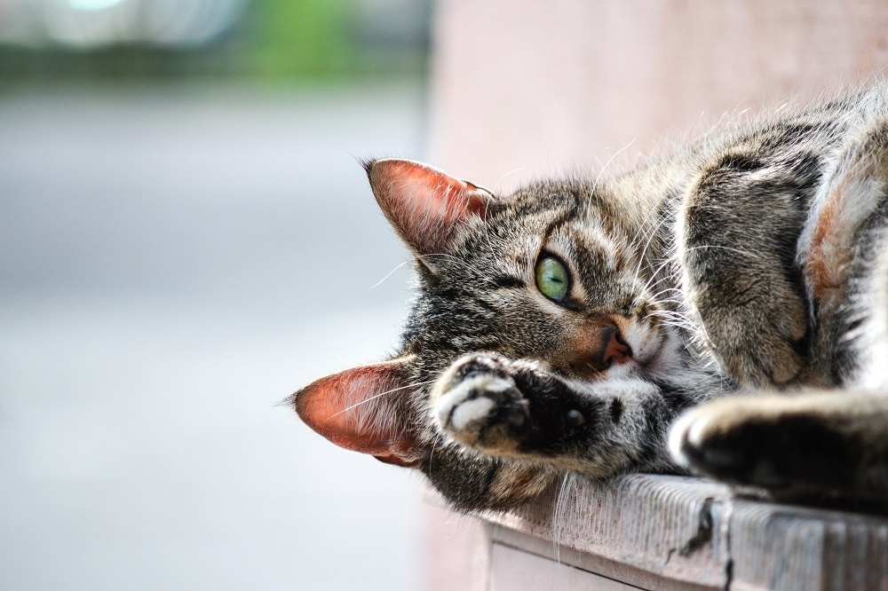 Причины идиопатического цистита у котов и способы лечения
