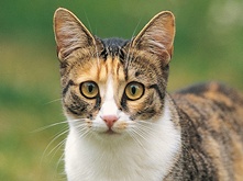 Food for castrated cat_2.png Food for castrated cat_2.png