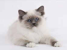 Food for castrated cat_1.png Food for castrated cat_1.png