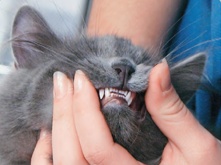 teething_1.png teething_1.png
