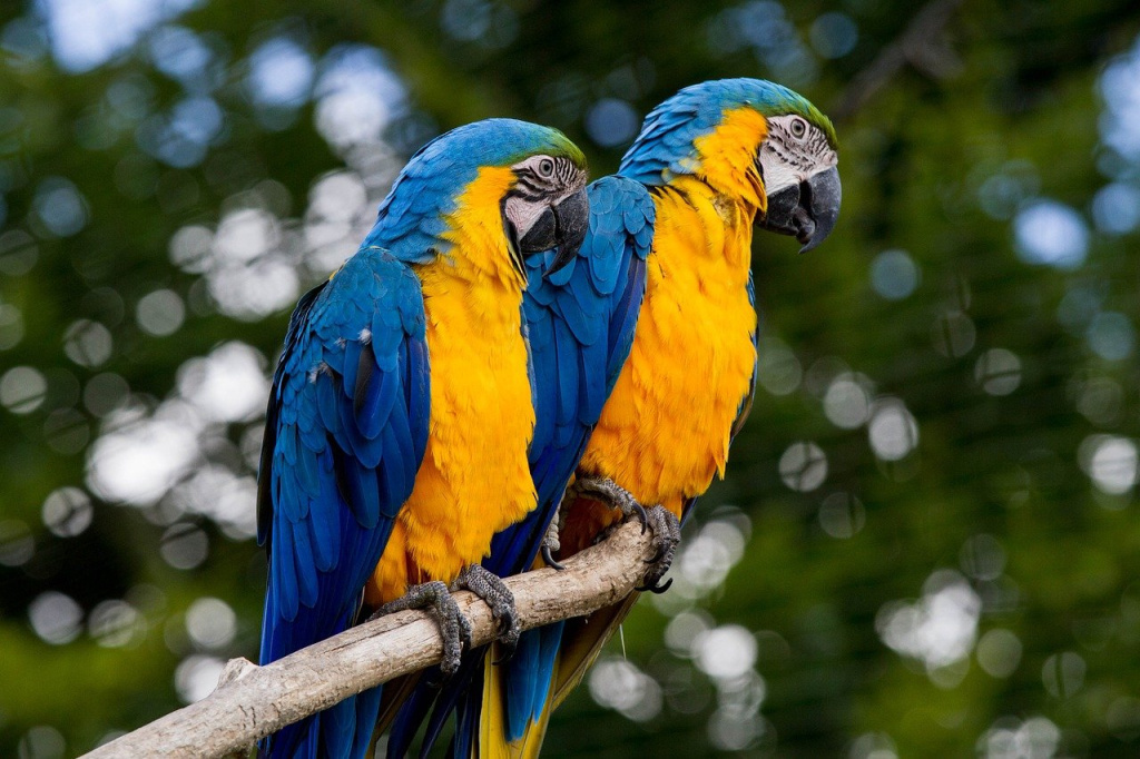 macaw-gd9e73cb30_1280.jpg