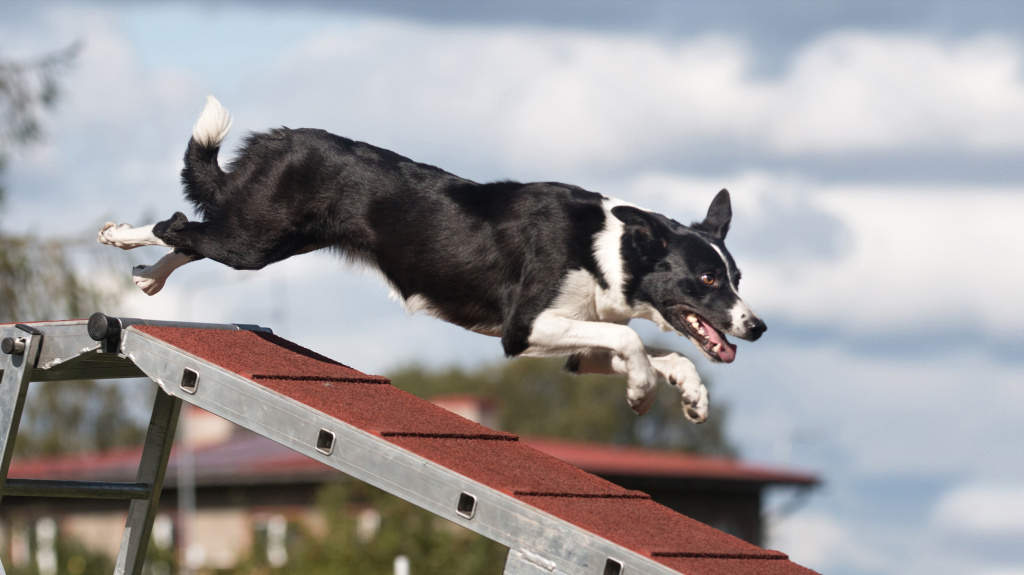 Аджилити для собак – общие правила, несколько упражнений, советы