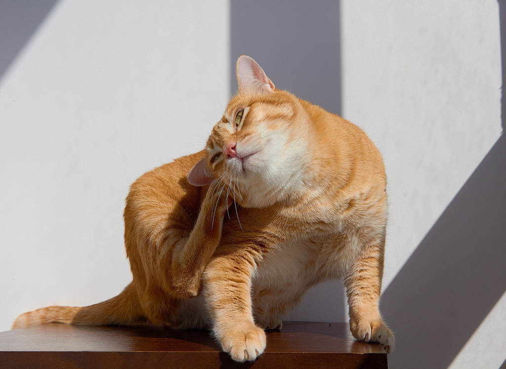 Аллергия у кошек