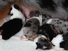 Puppy and milk_1.png Puppy and milk_1.png