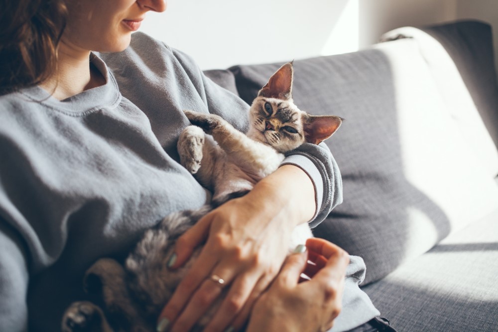Кот на руках Кот на руках