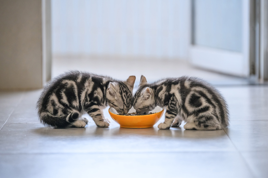 Как кормить котёнка: особенности, виды кормов, режим питания.
