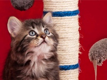 Kitten-and-food-1-month_2.png Kitten-and-food-1-month_2.png