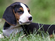 Quantity-of-food-for-puppy_1.png Quantity-of-food-for-puppy_1.png