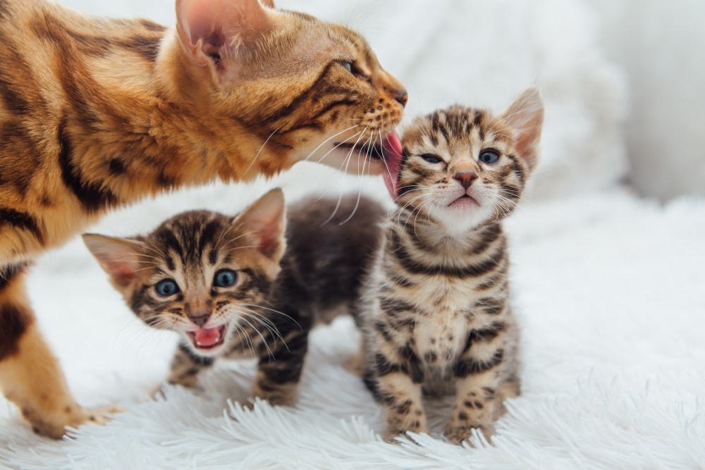 Кошка с котятами Кошка с котятами