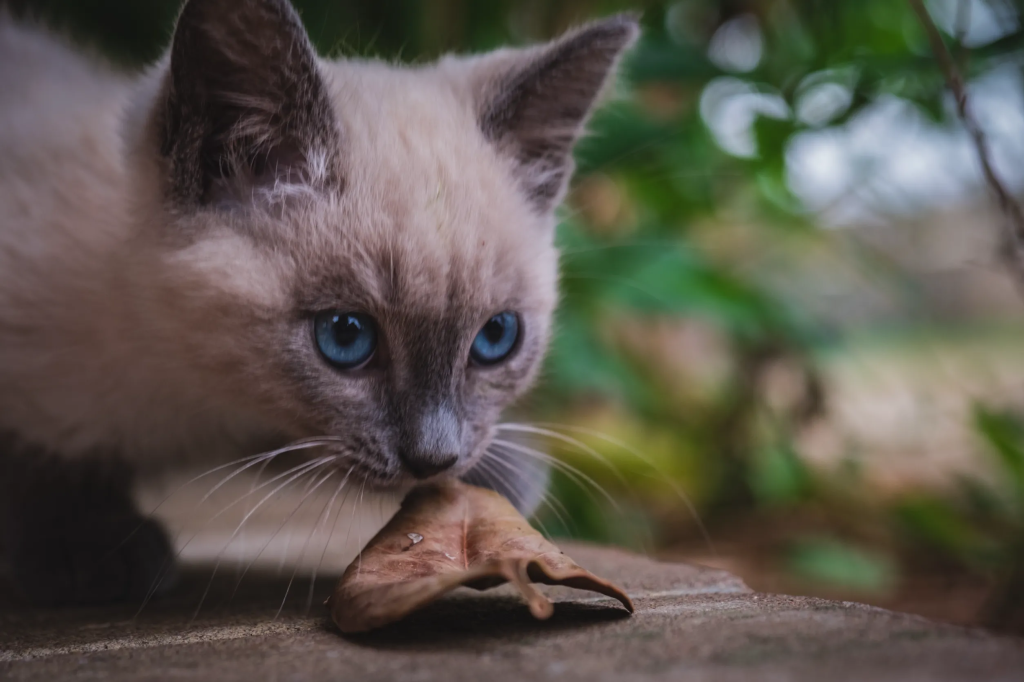 на фотографии крупным планом голова котенка сиамской породы, который держит в зубах листочек на фотографии крупным планом голова котенка сиамской породы, который держит в зубах листочек