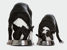 Dogs drink_3.png Dogs drink_3.png