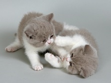 kitten-food-myth_2.png kitten-food-myth_2.png