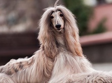 Dogs drink_main.png Dogs drink_1.png