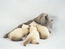 kitten-and-milk_1.png kitten-and-milk_1.png