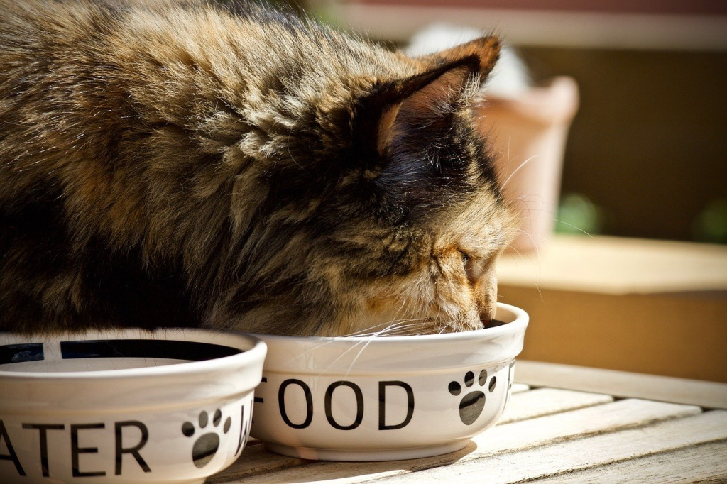cat-food.jpg