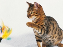 Food for castrated cat_3.png Food for castrated cat_3.png