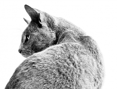 1_392x299.png 1_392x299.png