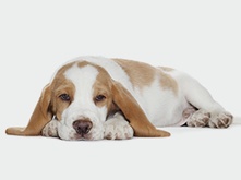 Don't feed the puppy that_3.png Don't feed the puppy that_3.png