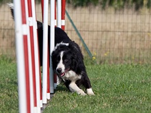 dogs-and-bones_2.png dogs-and-bones_2.png