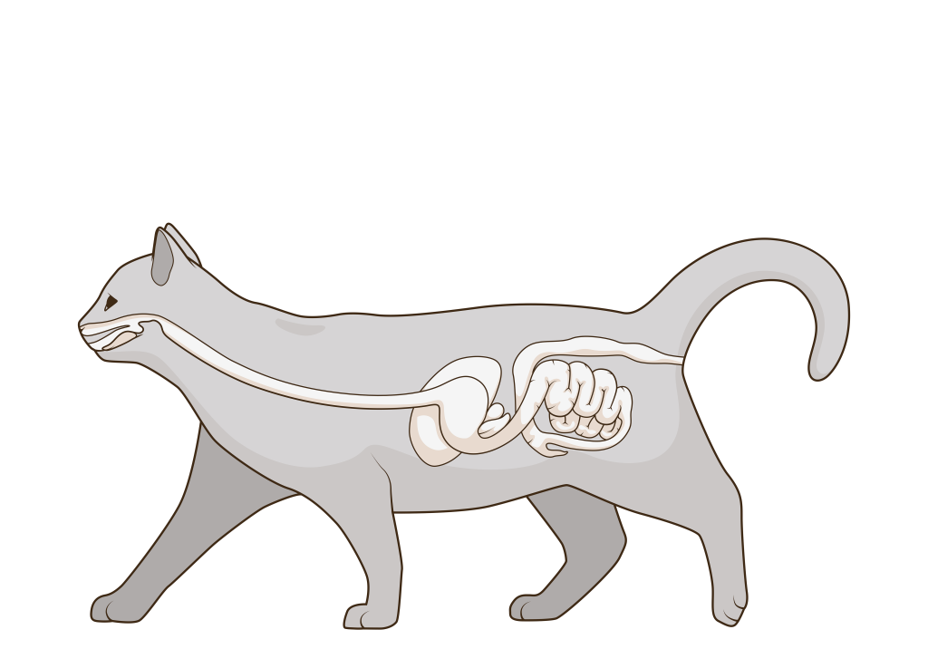 ЖКТ кошки ЖКТ кошки