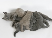 kitten-food-myth_1.png kitten-food-myth_1.png